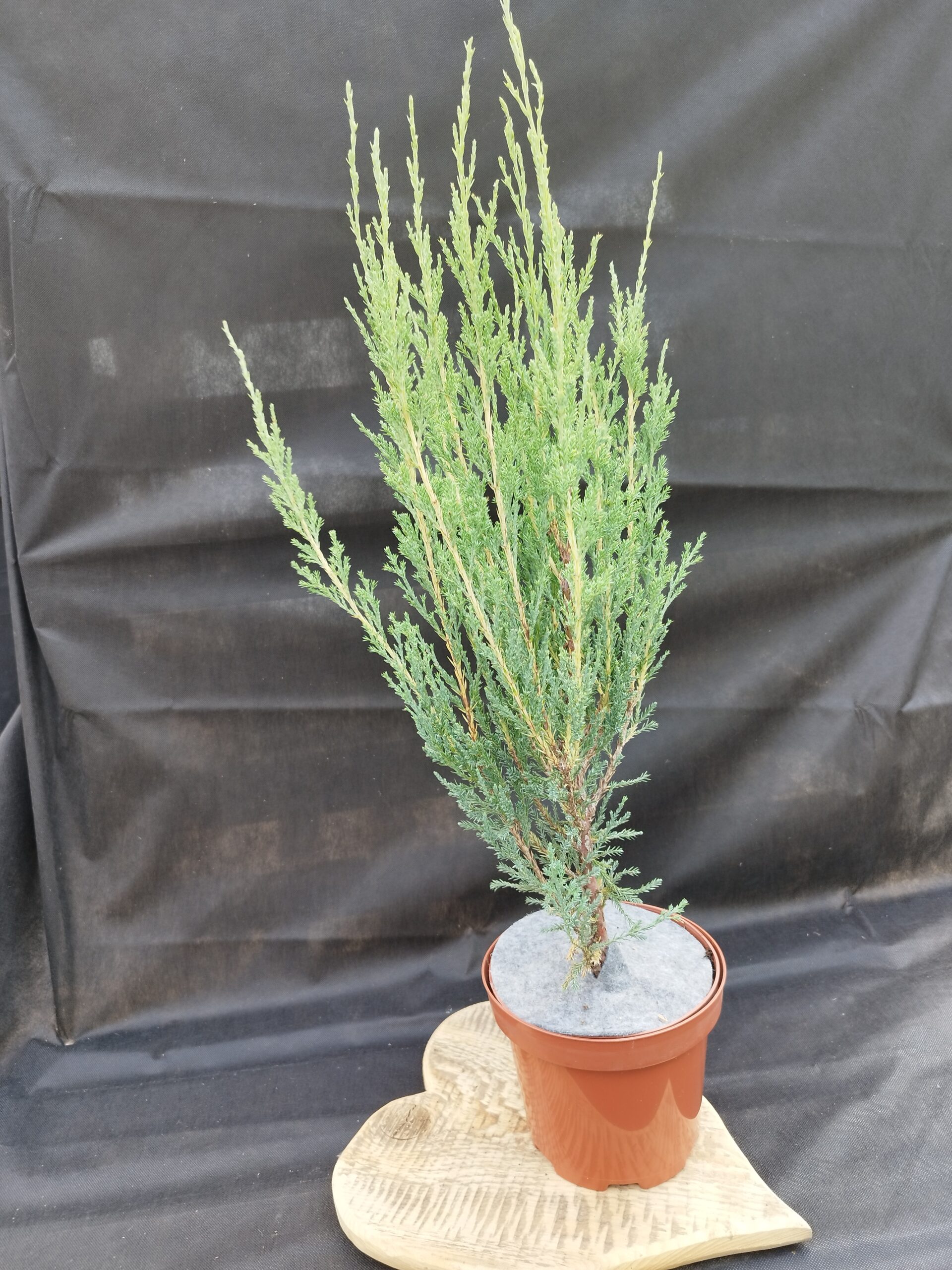 Juniperus scopulorum 'Blue Arrow'