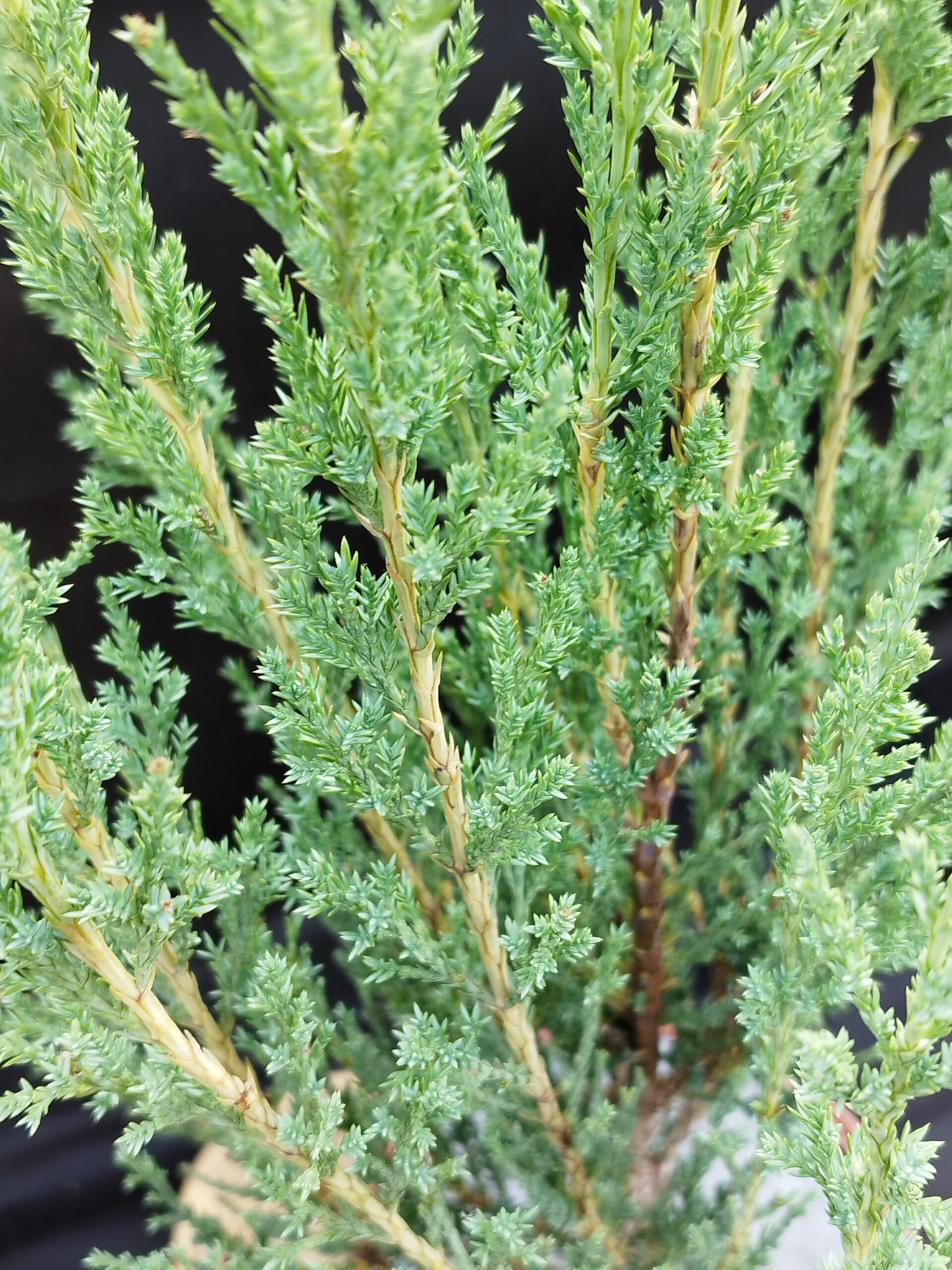 Juniperus scopulorum 'Blue Arrow' - Image 3