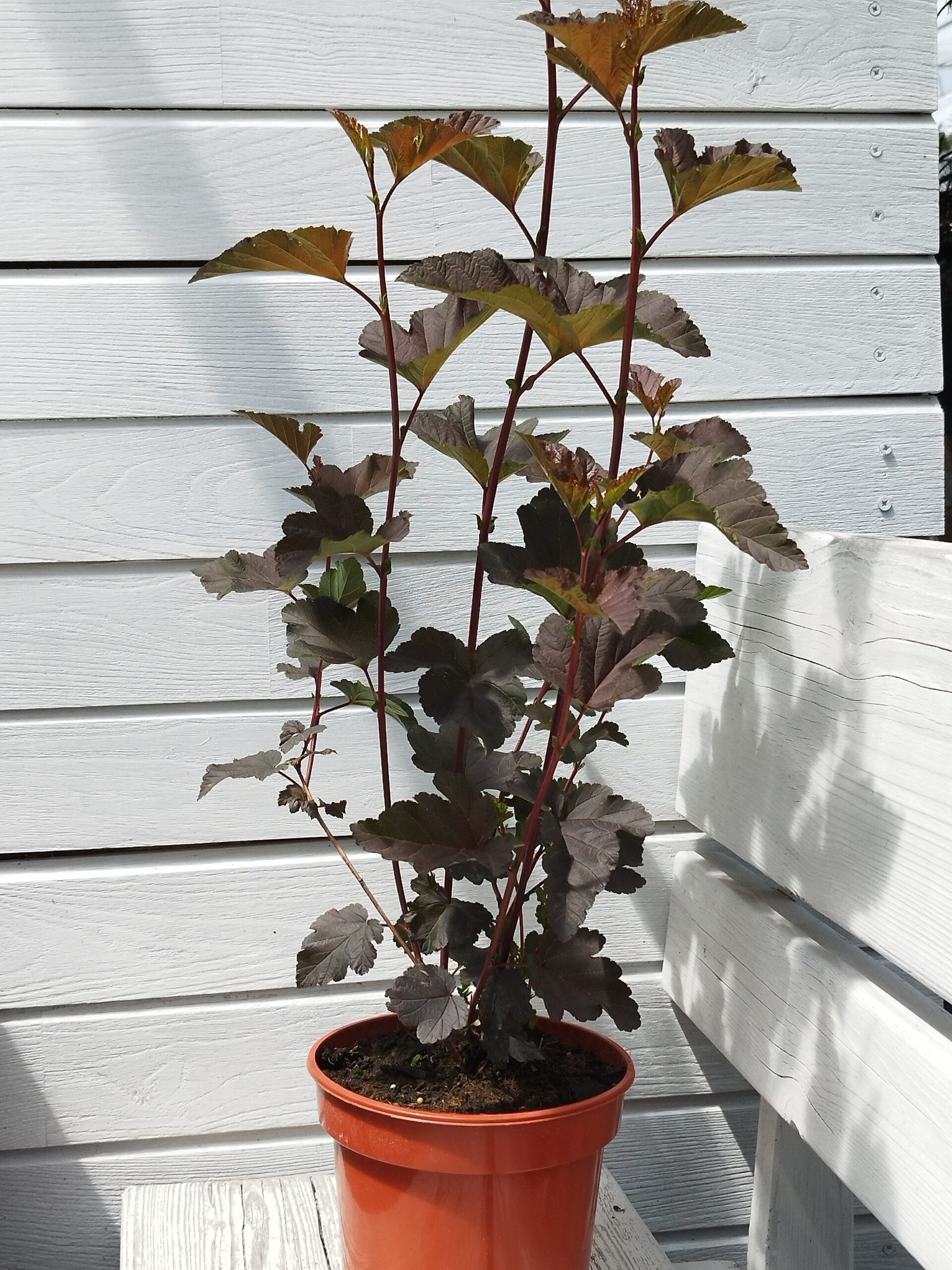 Physocarpus opulifolius 'Red Baron' - Image 3