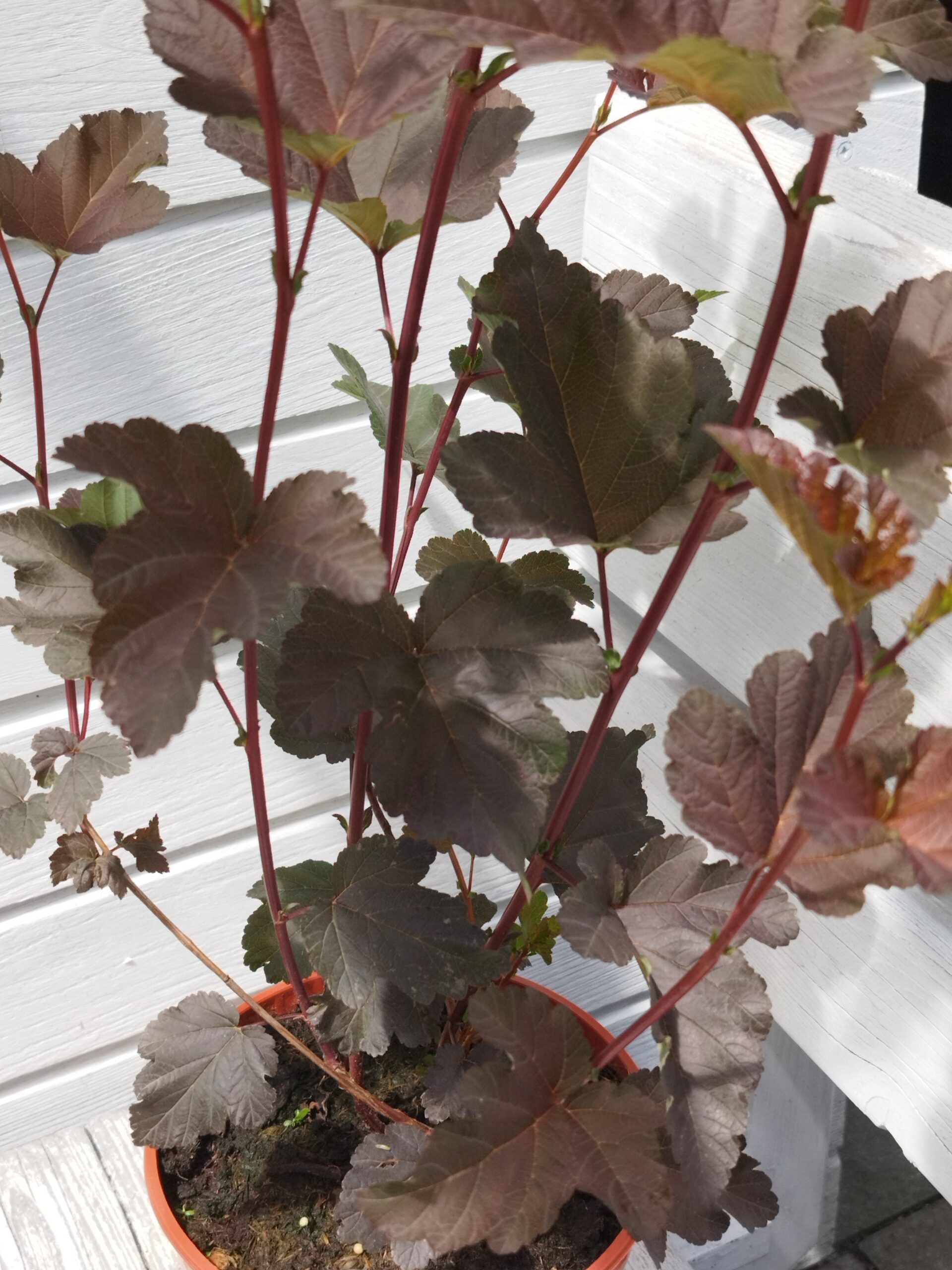 Physocarpus opulifolius 'Red Baron' - Image 4