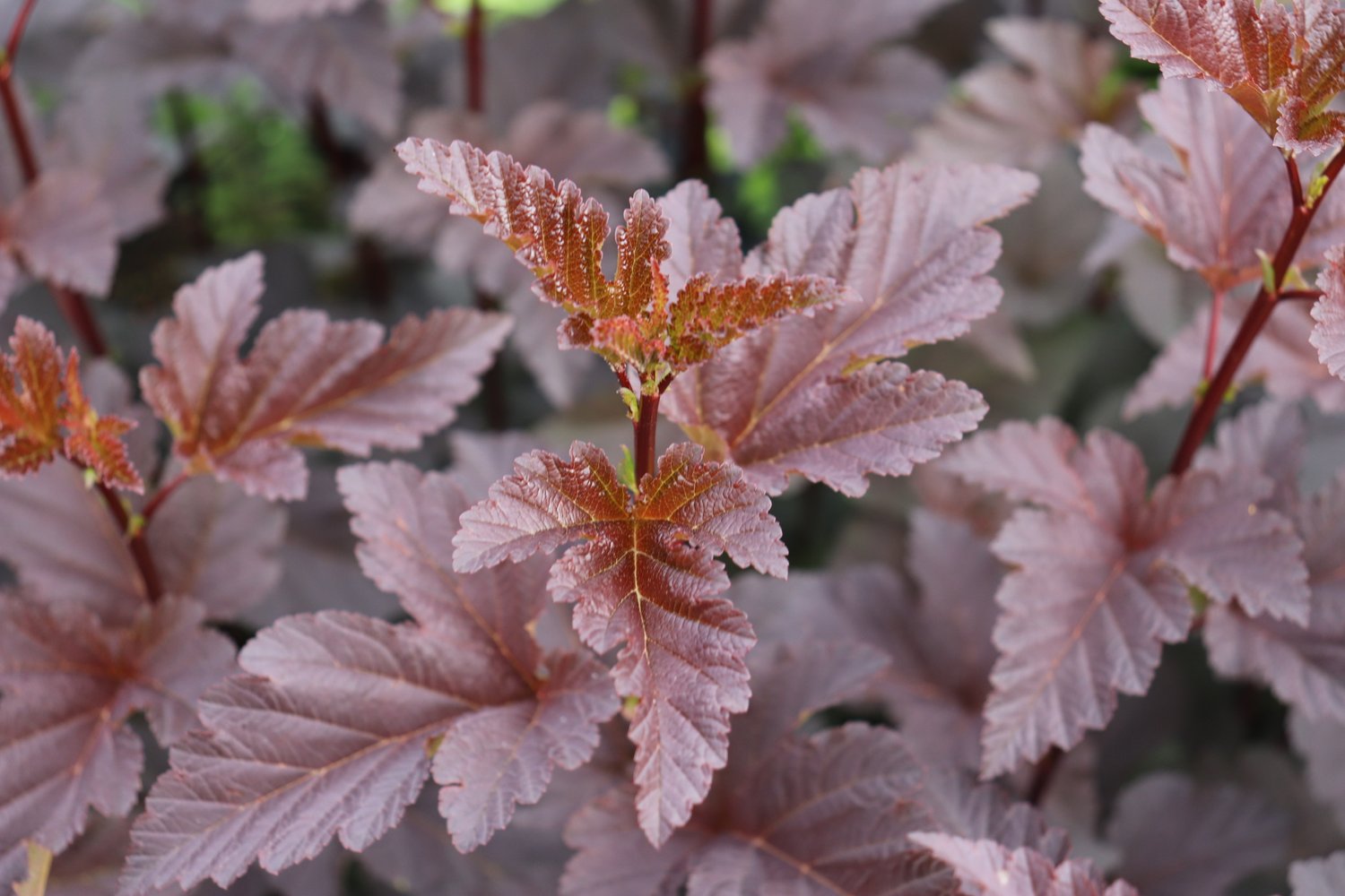 Physocarpus opulifolius 'Red Baron' - Image 2