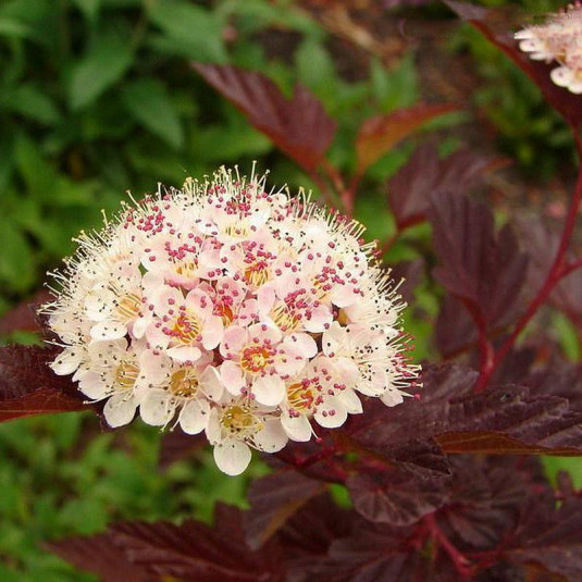 Physocarpus opulifolius 'Red Baron'